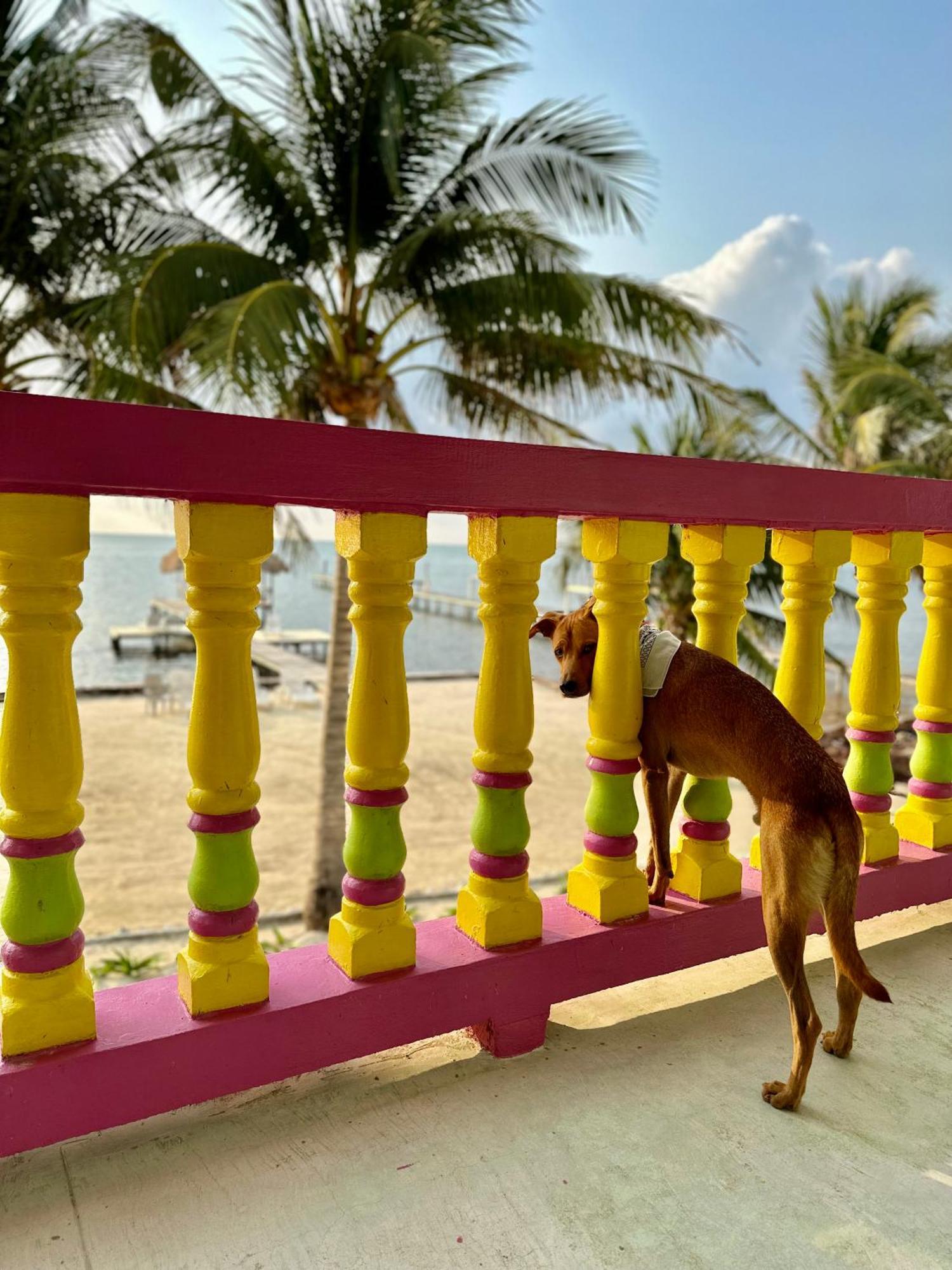 Barefoot Beach Belize Caye Caulker Buitenkant foto